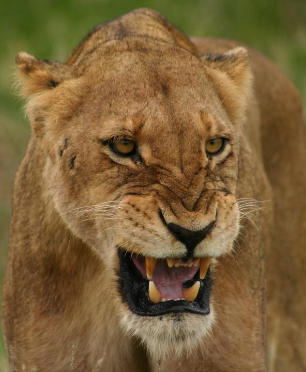 Sweni Lodge 91 Mjejane Kruger Park Hectorspruit Exterior foto